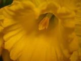 Daffodil cup