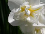 Close up of a jonquil