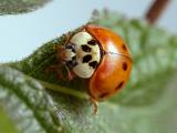 Ladybug eyes.jpg