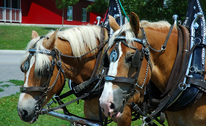 Harnessed Horses.jpg