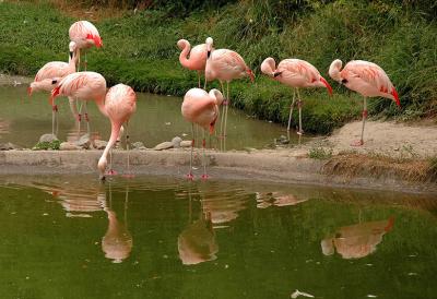 Flamingos