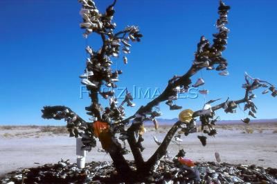 shoe tree.jpg