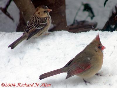 u39/richarda/medium/25498279.DSC00423_2.jpg