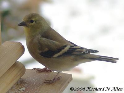American Goldfinch