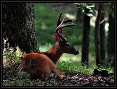 JPG SB2 Red Ear Deer DSC_0381.jpg