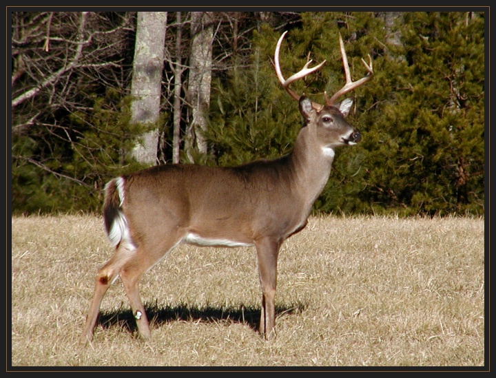 JPG 2SB a 1 Classic Buck P2013537.jpg
