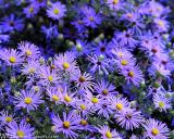 Fall Aster (Aromatic Aster)