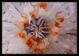 Tube-Dwelling  Anemone