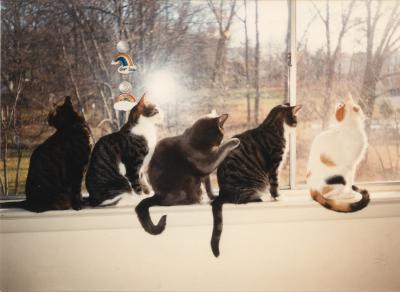 My Cat Family, circa 1989