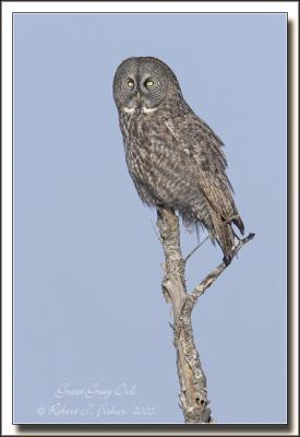 Great Gray Owls