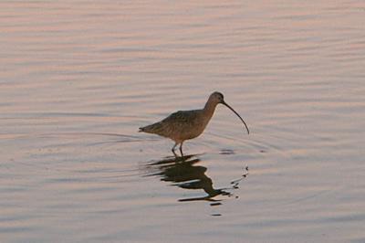 Ibis