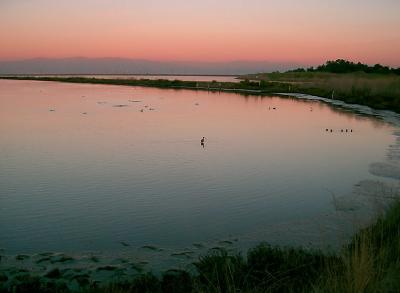 Shoreline Marsh