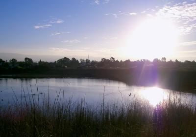 Shoreline Marsh