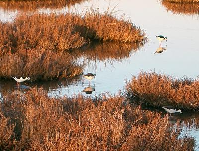 Shoreline Marsh