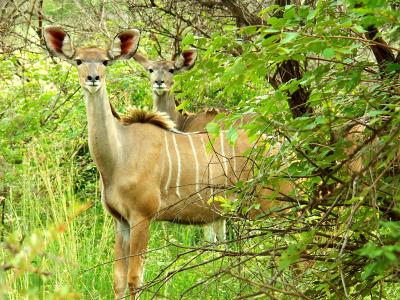 The stunning Kudu.jpg