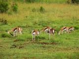 Herd of Springbuck.jpg