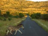 Zebra Crossing :-)