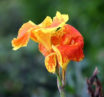 Canna Lily