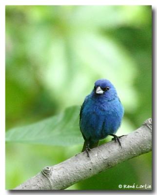 Passerin indigo / Indigo Bunting