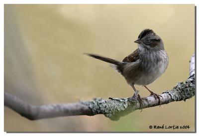 Bruant des Marais  / Swamp Sparrow