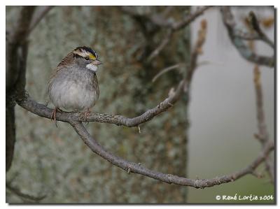 Bruant  gorge blanche / White-Throated-Sparrow
