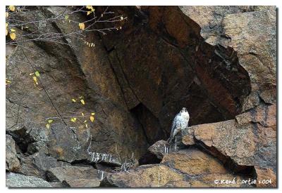 Faucon plerin / Peregrine falcon