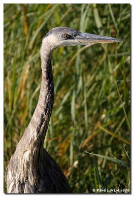 Grand Hron / Great Blue Heron