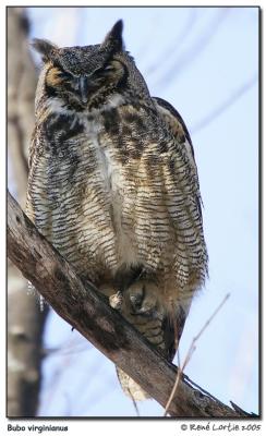 Grand duc d'Amérique / Great Horned-Owl