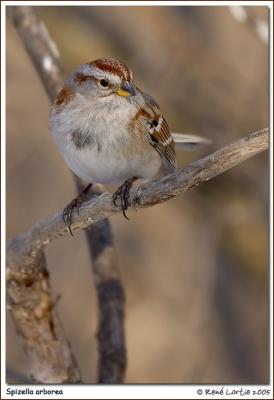 Bruant hudsonien  / American Tree Sparrow