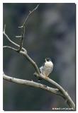 Faucon plerin / Peregrine falcon