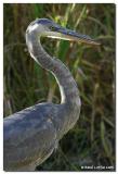 Grand Hron / Great Blue Heron