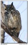 Grand duc dAmrique / Great Horned-Owl