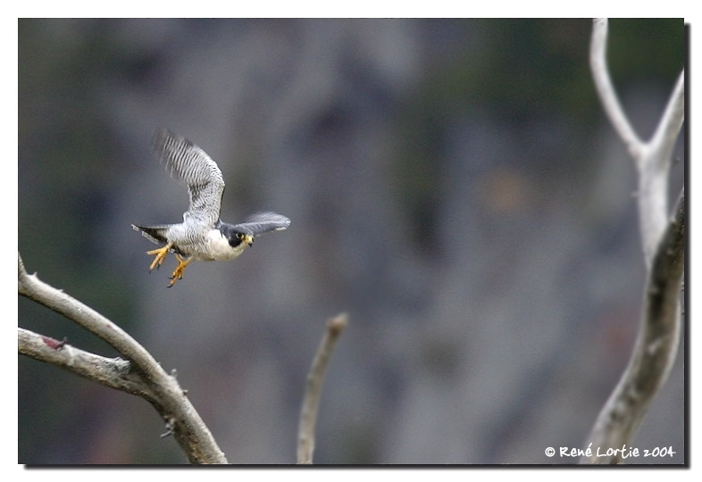 Faucon plerin / Peregrine falcon