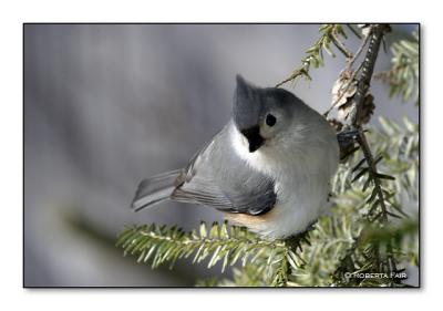 Tufted Titmouse