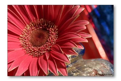 Gerbera