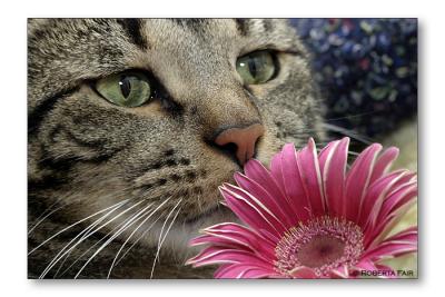 Meika with Gerbera