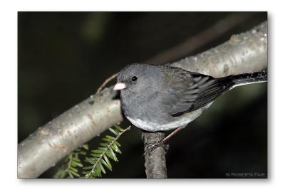 Slate Colored Junco