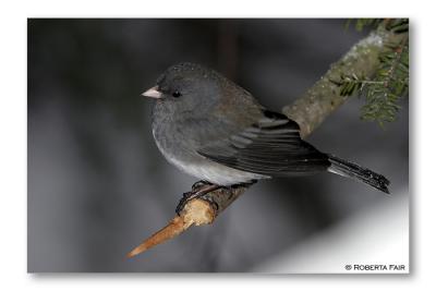 Slate Colored Junco