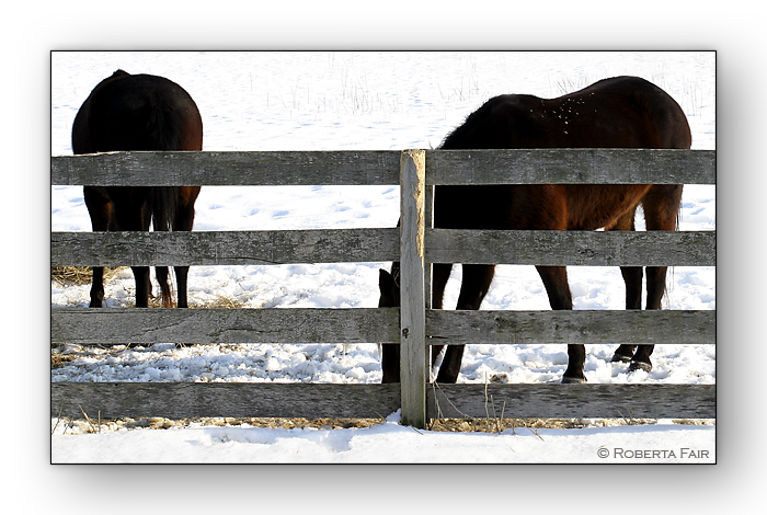 Horse Shapes