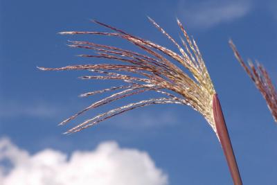 Plume of sugarreed