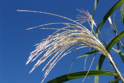 Plume against blue sky