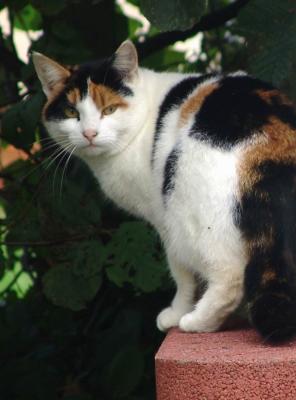 Cat on our barbecue