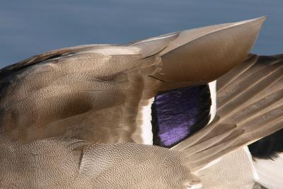 Mallard detail