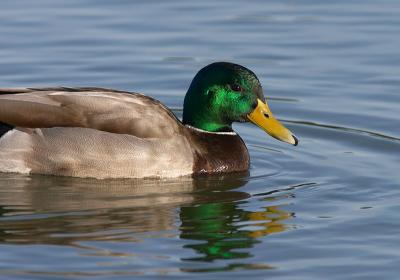 Mallard