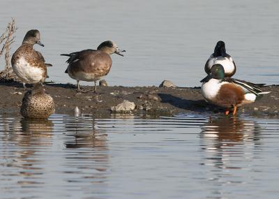 American Wigeon