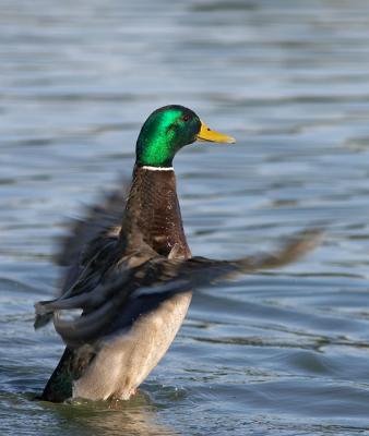 Mallard