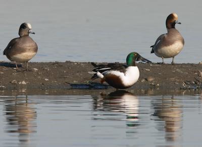 American x Eurasian Wigeon on right ?