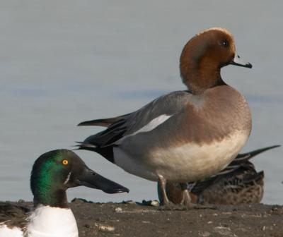 American x Eurasian Wigeon ?