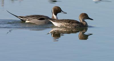 Northern Pintail