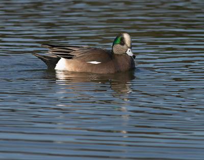 American Wigeon